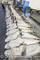 Shark Fishing Photo - Andy Murch