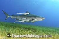 Tiger Shark Photo - Andy Murch
