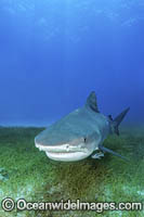 Tiger Shark Bahamas Photo - Andy Murch
