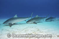 Tiger Shark Photo - Andy Murch