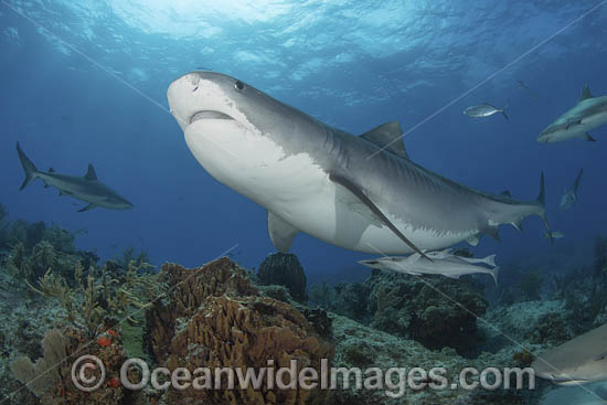 Tiger Shark Bahamas photo Tiger Shark Bahamas photo