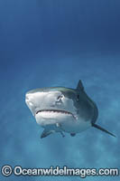 Tiger Shark Photo - Andy Murch
