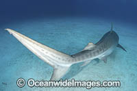Tiger Shark Tail Photo - Andy Murch