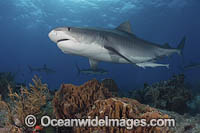 Tiger Shark Photo - Andy Murch