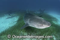Tiger Shark Bahamas Photo - Andy Murch