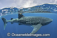 Whale Shark Photo - Andy Murch