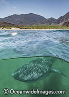 Whale Shark Photo - Andy Murch