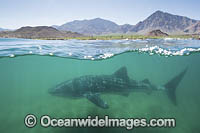 Whale Shark Photo - Andy Murch