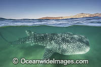 Whale Shark Photo - Andy Murch