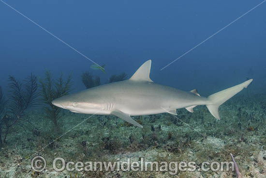 Blacknose Shark photo Blacknose Shark photo
