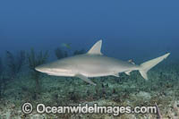 Blacknose Shark Photo - Andy Murch