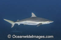 Blacknose Shark Photo - Andy Murch