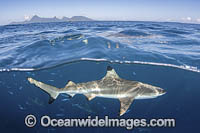 Blacktip Reef Shark Polynesia Photo - Andy Murch