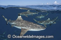 Blacktip Reef Shark Polynesia Photo - Andy Murch