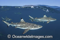 Blacktip Reef Shark Polynesia Photo - Andy Murch