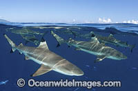 Blacktip Reef Shark Polynesia Photo - Andy Murch