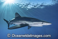 Blue Shark Photo - Andy Murch