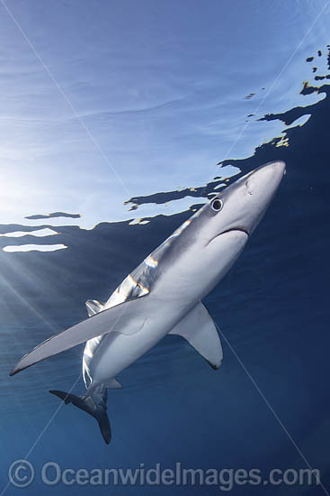Blue Shark photo Blue Shark photo