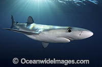 Blue Shark Photo - Andy Murch