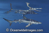 Blue Shark Photo - Andy Murch