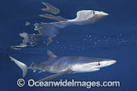 Blue Shark Photo - Andy Murch