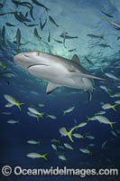 Caribbean Reef Shark Tiger Beach Photo - Andy Murch