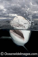 Caribbean Reef Shark Tiger Beach Photo - Andy Murch