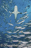 Caribbean Reef Shark Tiger Beach Photo - Andy Murch
