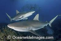 Caribbean Reef Shark Tiger Beach Photo - Andy Murch