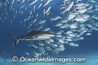 Caribbean Reef Shark Tiger Beach Photo - Andy Murch