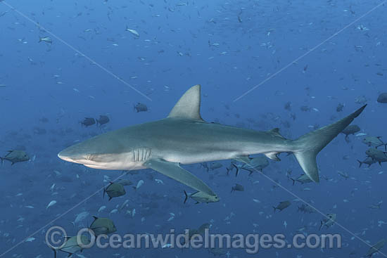 Galapagos Shark photo Galapagos Shark photo