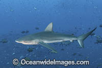 Galapagos Shark Photo - Andy Murch