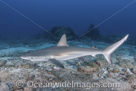Galapagos Shark photo Galapagos Shark photo