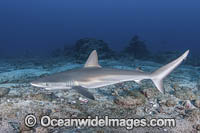 Galapagos Shark Photo - Andy Murch