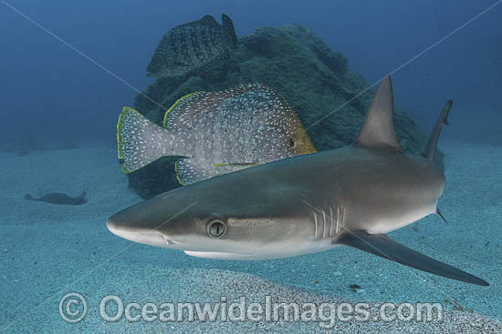 Galapagos Shark photo Galapagos Shark photo