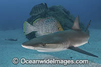 Galapagos Shark Photo - Andy Murch