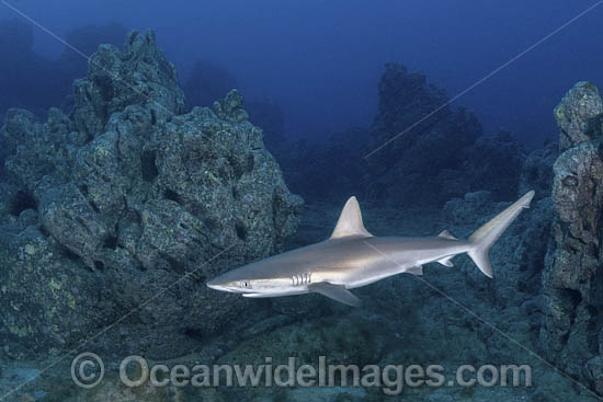 Galapagos Shark photo Galapagos Shark photo
