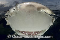 Lemon Shark Photo - Andy Murch