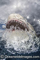 Lemon Shark Photo - Andy Murch