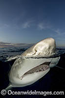 Lemon Shark Photo - Andy Murch