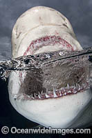 Lemon Shark Photo - Andy Murch