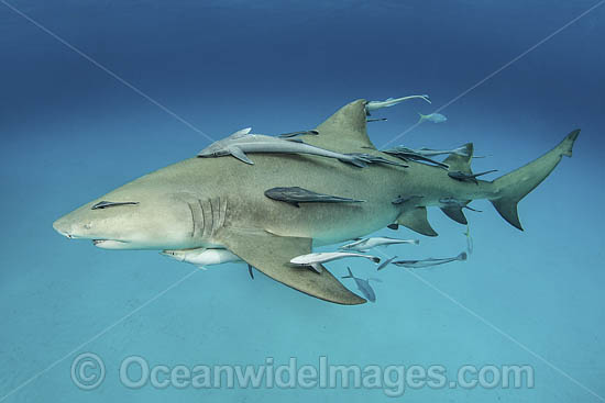 Lemon Shark photo Lemon Shark photo