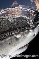 Lemon Shark Photo - Andy Murch