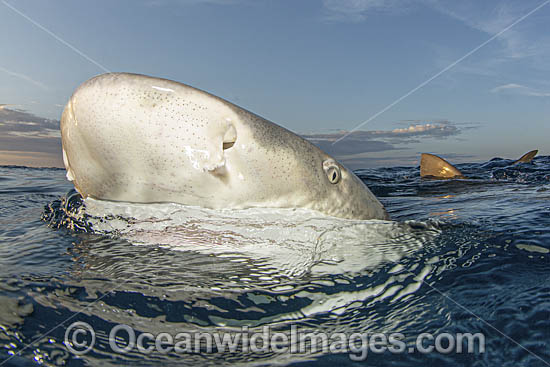 Lemon Shark photo