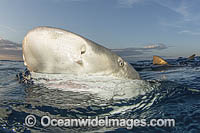 Lemon Shark Photo - Andy Murch