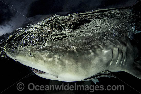 Lemon Shark photo