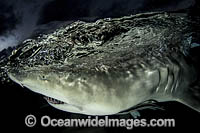 Lemon Shark Photo - Andy Murch