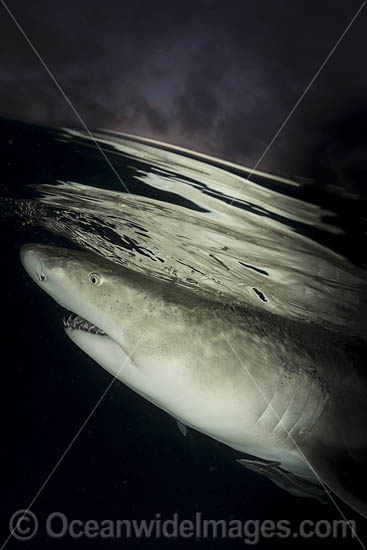 Lemon Shark photo Lemon Shark photo