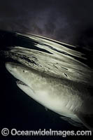 Lemon Shark Photo - Andy Murch