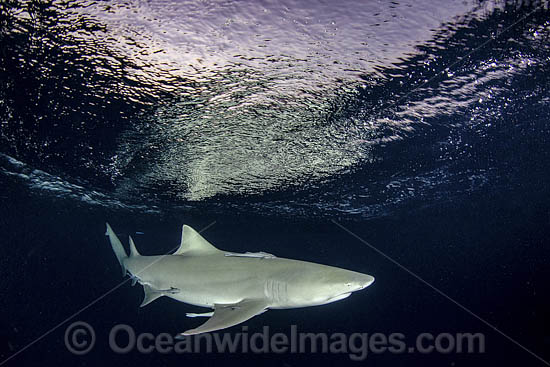 Lemon Shark photo Lemon Shark photo